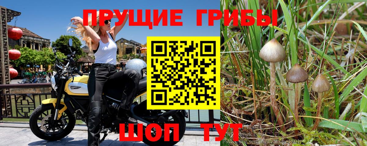Галлюциногенные грибы Psilocybine cubensis  Вход с VPN  Луховицы  Псилоцибиновые грибы мицелий 